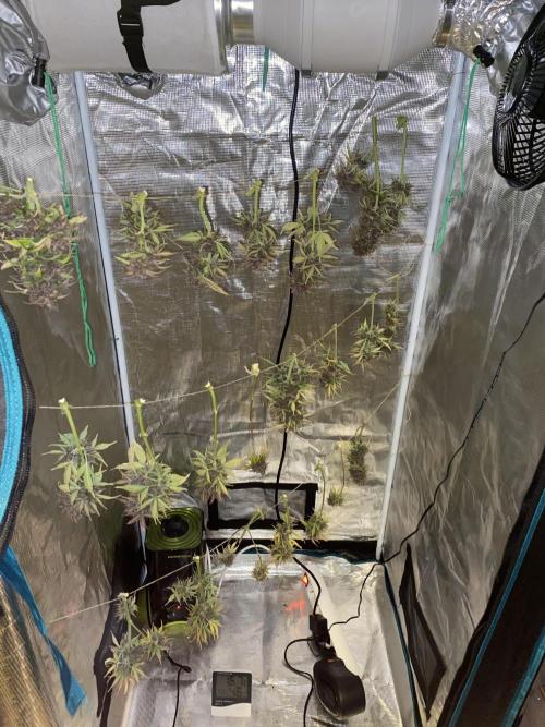 Watermelon Automatic. Week 13
