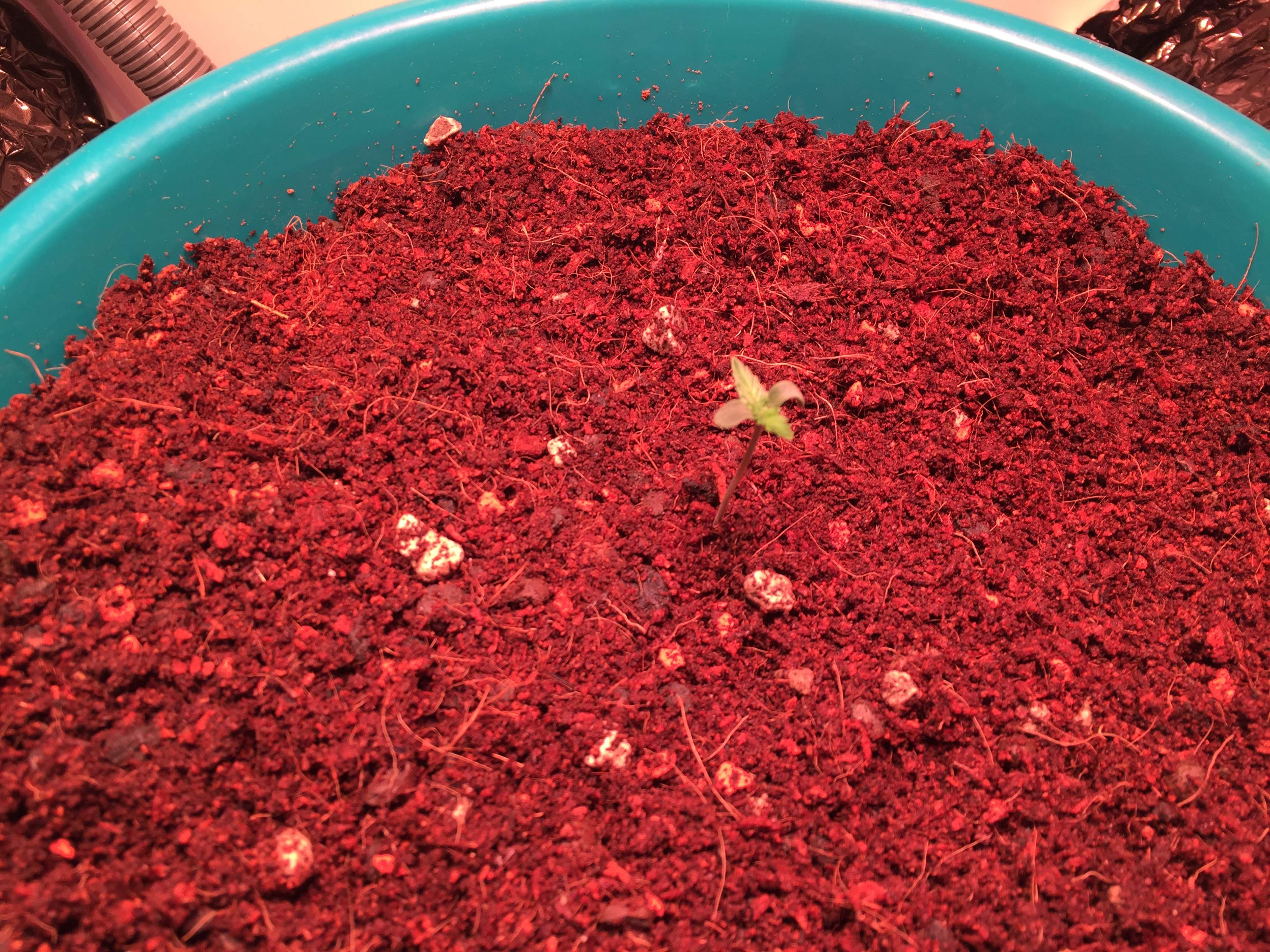 Fast Buds Girl Scout Cookies Auto grow diary (journal) week1 by