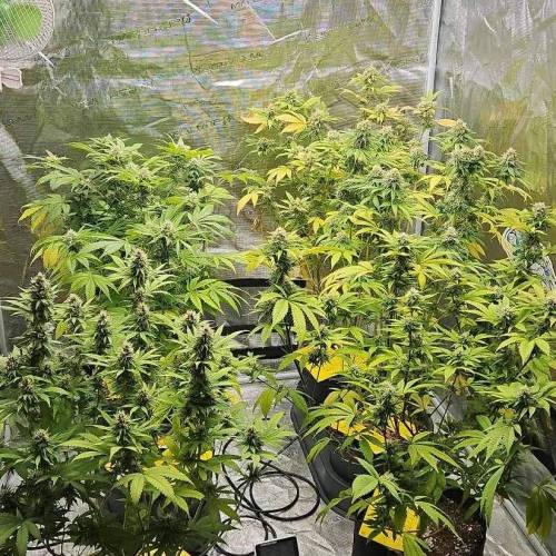 Peanut Butter OGKB. Week 20