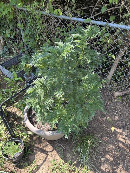 Gelato. Week 9