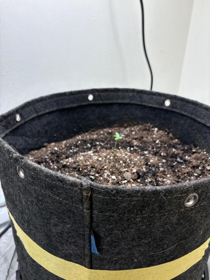 Grapefruit auto/wedding cheesecake auto. Week 0