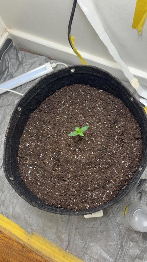 Grapefruit auto/wedding cheesecake auto. Week 1