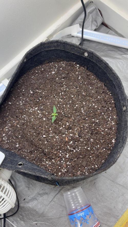 Grapefruit auto/wedding cheesecake auto. Week 1
