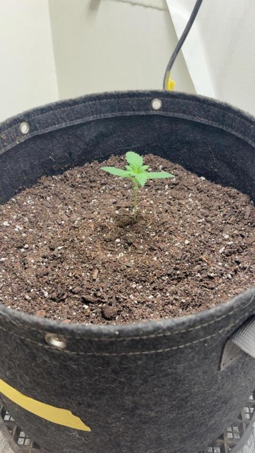 Grapefruit auto/wedding cheesecake auto. Week 2 - Week-1 