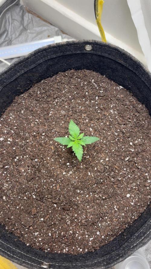 Grapefruit auto/wedding cheesecake auto. Week 2 - Week -1
