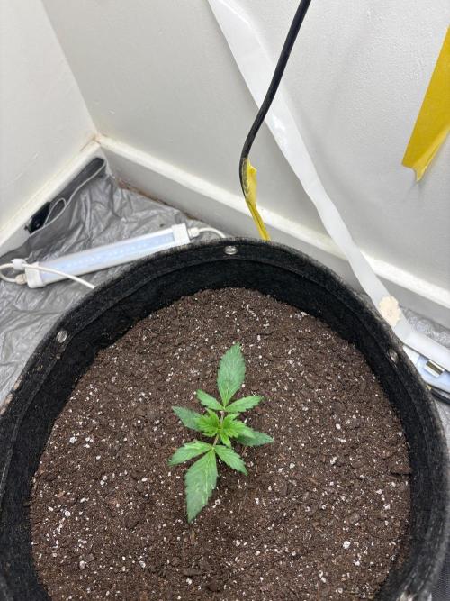 Grapefruit auto/wedding cheesecake auto. Week 2 - Week-2