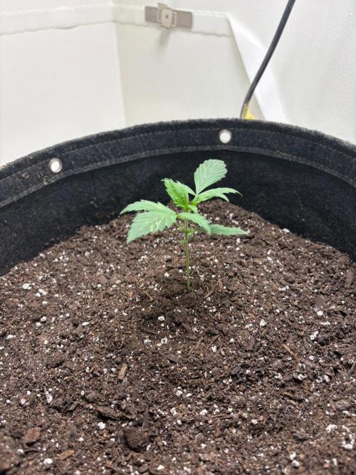 Grapefruit auto/wedding cheesecake auto. Week 2 - Week-2