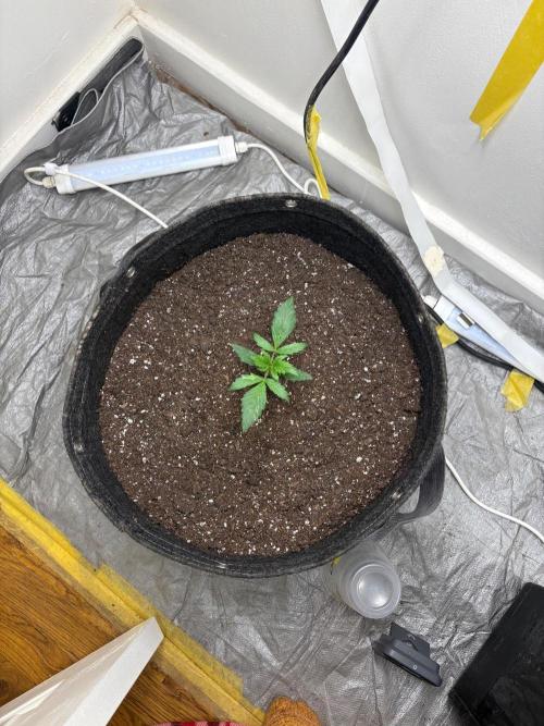 Grapefruit auto/wedding cheesecake auto. Week 2 - Week-2