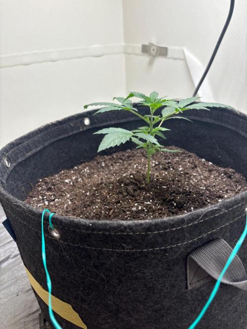 Grapefruit auto/wedding cheesecake auto. Week 2 - Week-2