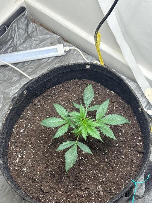 Grapefruit auto/wedding cheesecake auto. Week 2 - Week-2