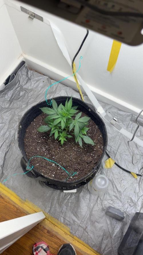Grapefruit auto/wedding cheesecake auto. Week 3 - Week-3