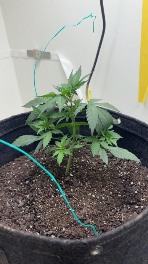 Grapefruit auto/wedding cheesecake auto. Week 3 - Week -3