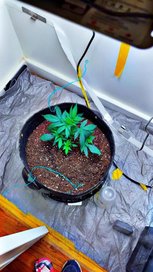 Grapefruit auto/wedding cheesecake auto. Week 3 - Week-3