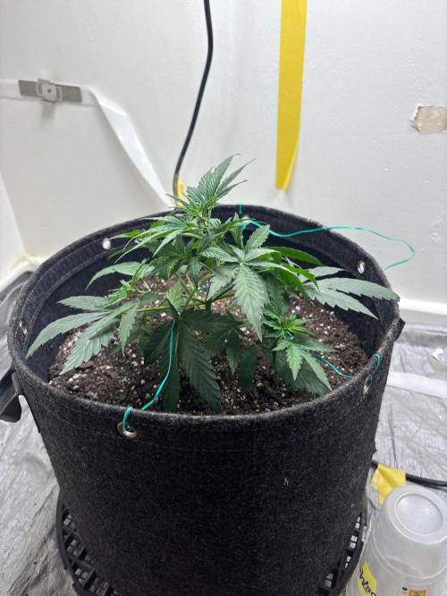 Grapefruit auto/wedding cheesecake auto. Week 3 - Week-3