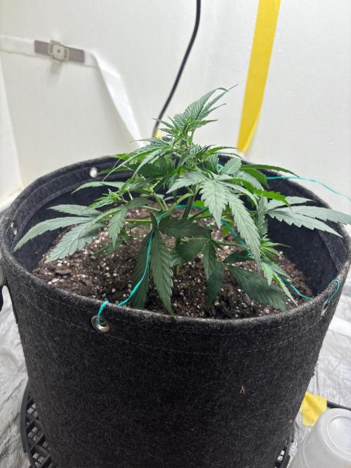 Grapefruit auto/wedding cheesecake auto. Week 3 - Week-3