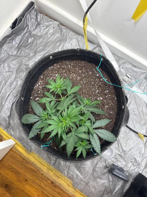 Grapefruit auto/wedding cheesecake auto. Week 3 - Week-3