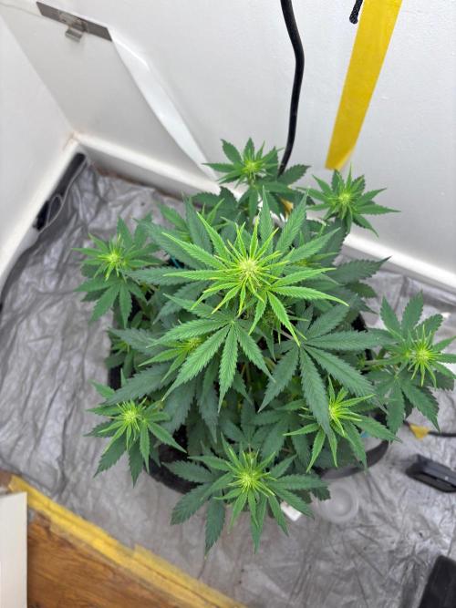 Grapefruit auto/wedding cheesecake auto. Week 5 - Week-5 week-2 flower