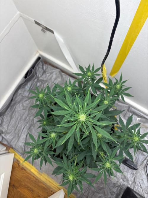 Grapefruit auto/wedding cheesecake auto. Week 5 - Week-5 week-2 of flower