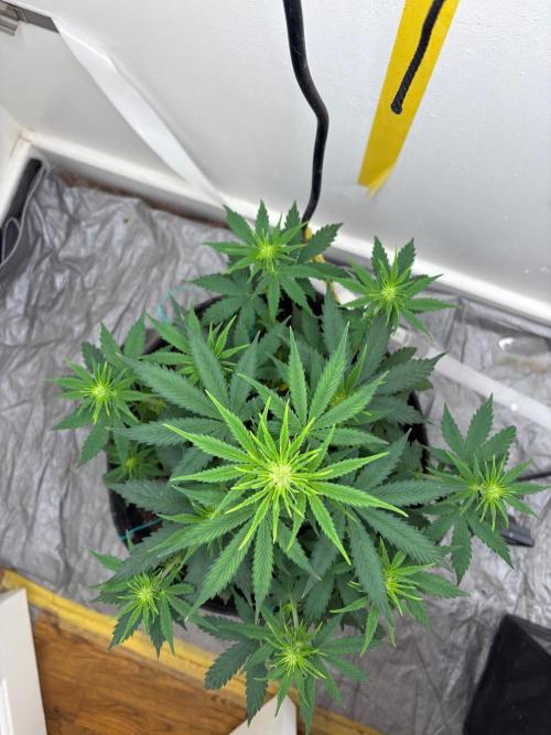 Grapefruit auto/wedding cheesecake auto. Week 5 - Week-5 week-2 of flower