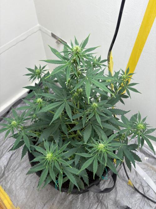 Grapefruit auto/wedding cheesecake auto. Week 5 - Week-5 week-2 of flower
