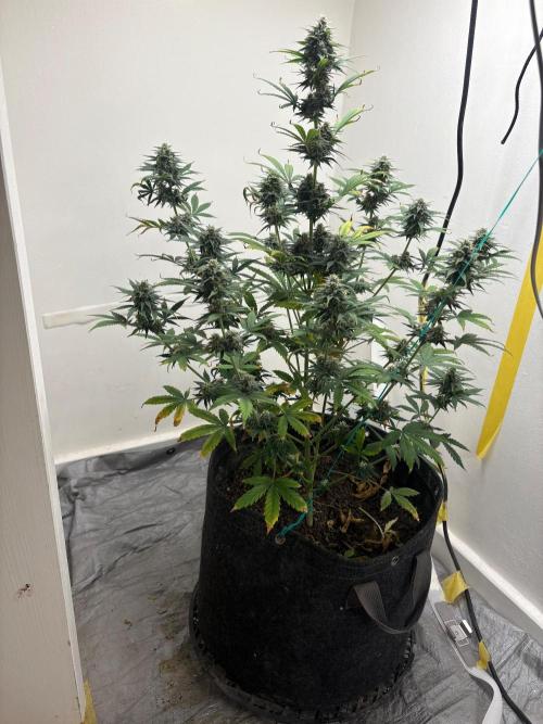 Grapefruit auto/wedding cheesecake auto. Week 7 - Week-6 week-3 of flower