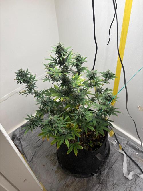 Grapefruit auto/wedding cheesecake auto. Week 7 - Week-6 week-3 of flower 