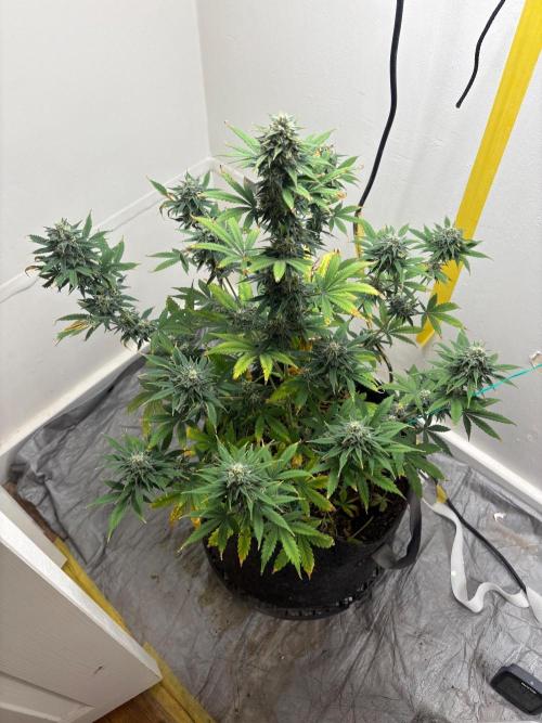 Grapefruit auto/wedding cheesecake auto. Week 7 - Week-6week-3 of flower 