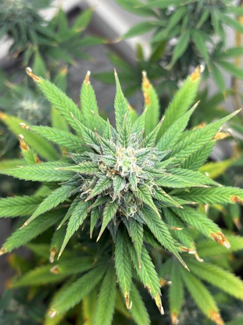 Grapefruit auto/wedding cheesecake auto. Week 7 - Week-6 week-3 of flower