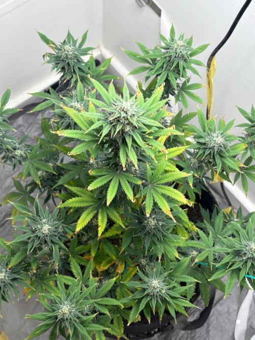 Grapefruit auto/wedding cheesecake auto. Week 7 - Week-6 week-3 of flower 
