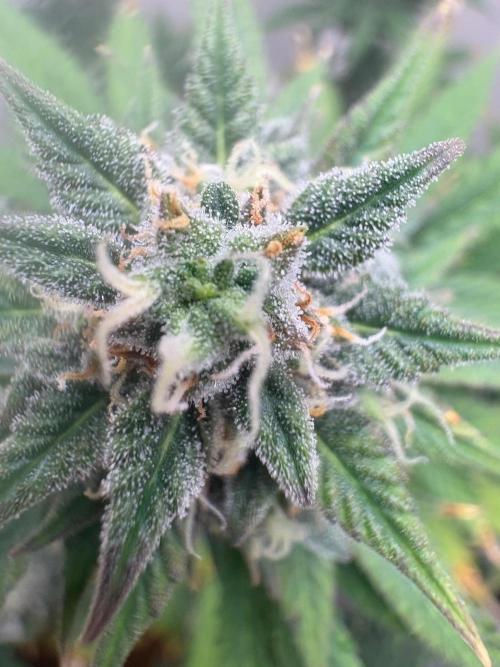 Grapefruit auto/wedding cheesecake auto. Week 8 - Week