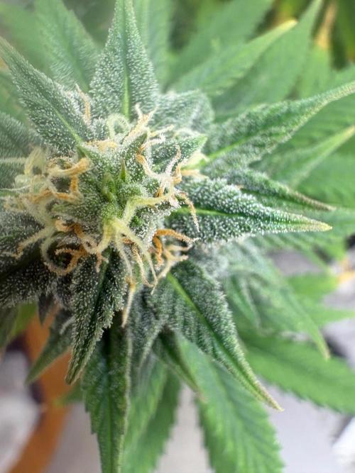 Grapefruit auto/wedding cheesecake auto. Week 8