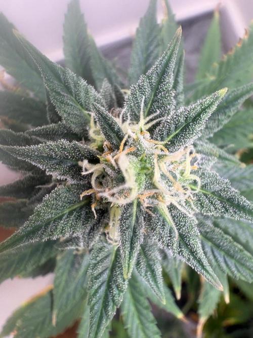 Grapefruit auto/wedding cheesecake auto. Week 8