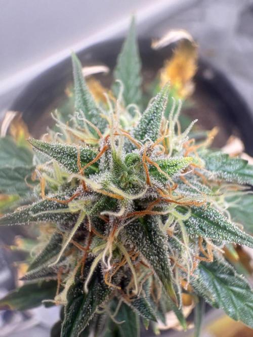 Grapefruit auto/wedding cheesecake auto. Week 8