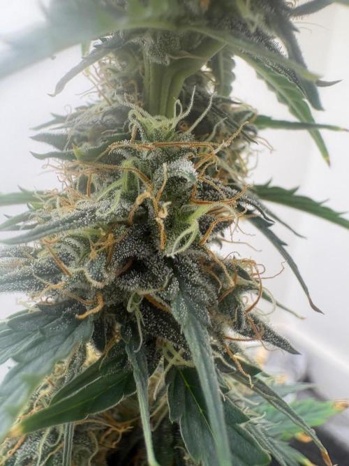 Grapefruit auto/wedding cheesecake auto. Week 8