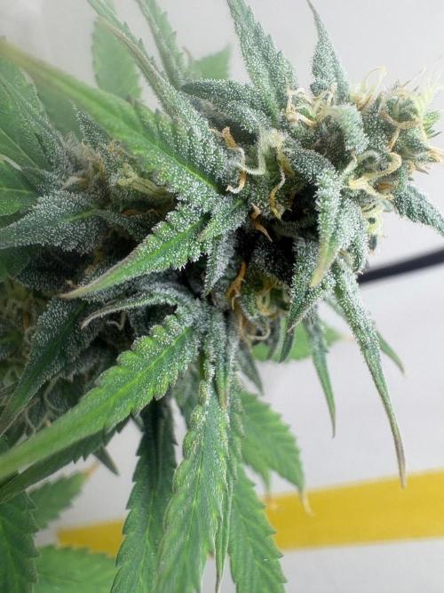 Grapefruit auto/wedding cheesecake auto. Week 8