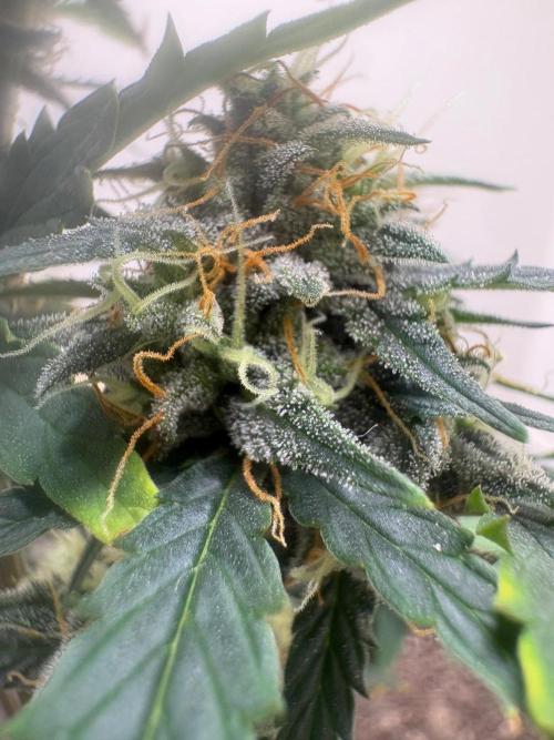 Grapefruit auto/wedding cheesecake auto. Week 8