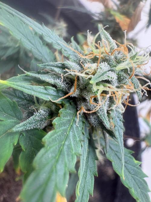 Grapefruit auto/wedding cheesecake auto. Week 8