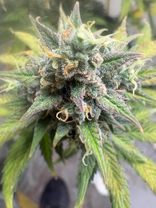 Grapefruit auto/wedding cheesecake auto. Week 9