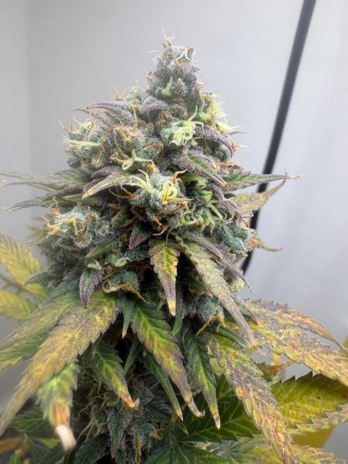 Grapefruit auto/wedding cheesecake auto. Week 9