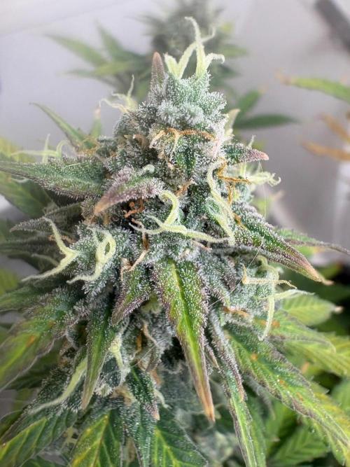 Grapefruit auto/wedding cheesecake auto. Week 9