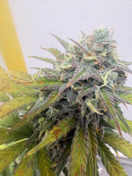 Grapefruit auto/wedding cheesecake auto. Week 9