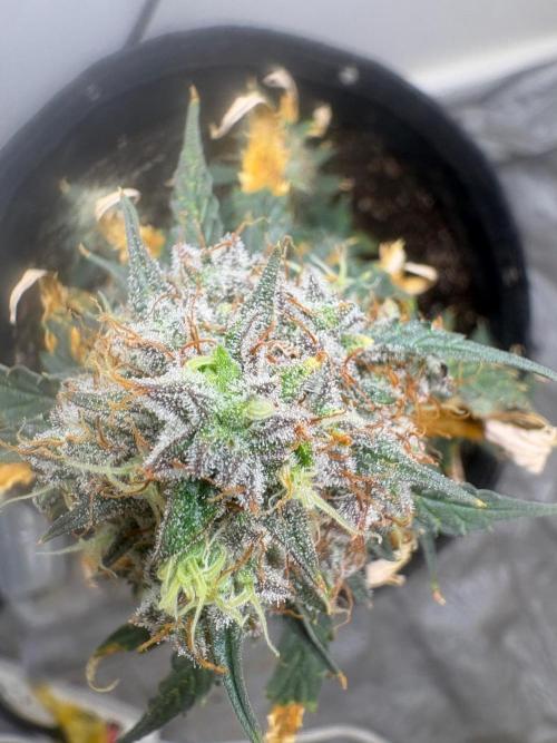 Grapefruit auto/wedding cheesecake auto. Week 9