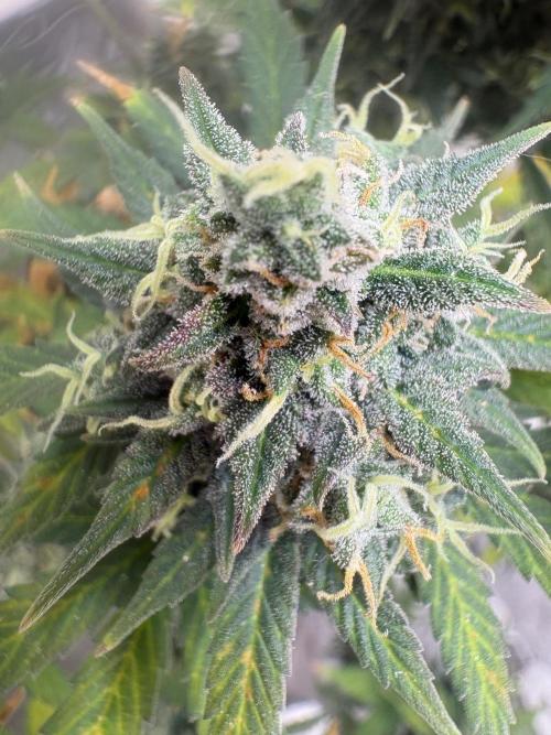 Grapefruit auto/wedding cheesecake auto. Week 9