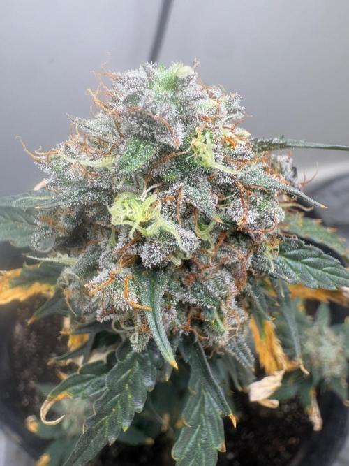 Grapefruit auto/wedding cheesecake auto. Week 9
