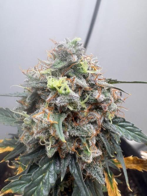 Grapefruit auto/wedding cheesecake auto. Week 9