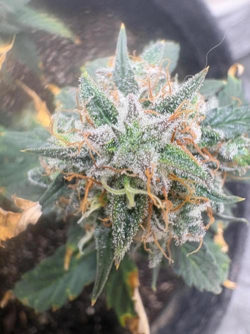 Grapefruit auto/wedding cheesecake auto. Week 9