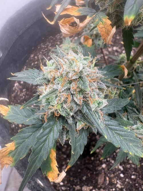 Grapefruit auto/wedding cheesecake auto. Week 9