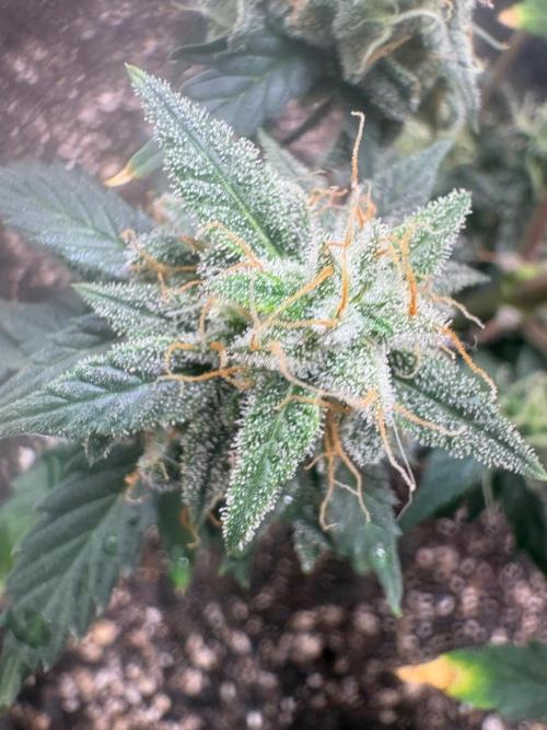 Grapefruit auto/wedding cheesecake auto. Week 9