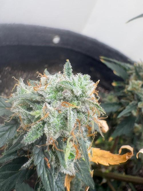 Grapefruit auto/wedding cheesecake auto. Week 9