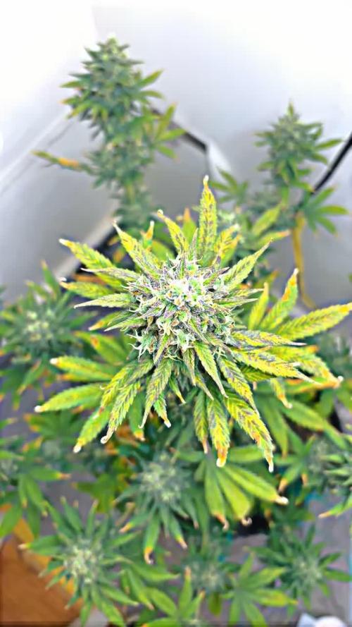 Grapefruit auto/wedding cheesecake auto